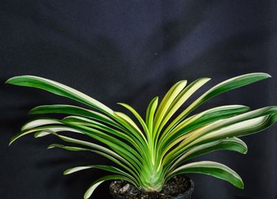 Clivia club grows clivias for leaf and plant shape
