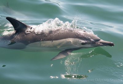 Sea comes alive with whales & dolphins