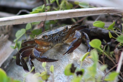 Crabs a good indicator of healthy water