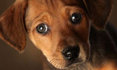 Dog show to benefit SPCA