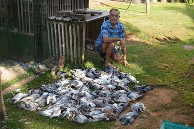 Honde verwoes duifbloedlyn