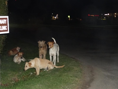 Knysna's mysterious midnight dogs