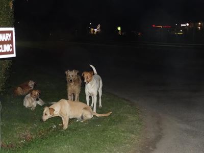 Knysna's mysterious midnight dogs