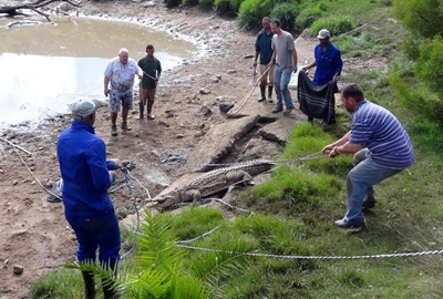 Update: 494 Crocs captured by local team