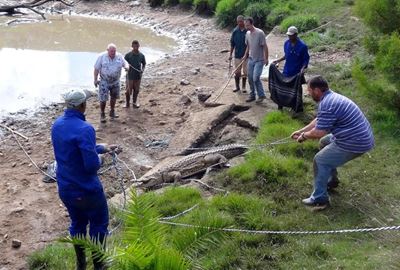 Update: 494 Crocs captured by local team