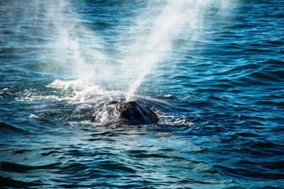 Do some whale watching