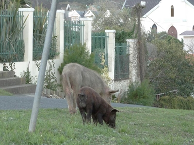 Knysna's destructive pigs snuffle away