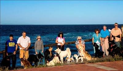 Update: Tail-wagging news for dogs