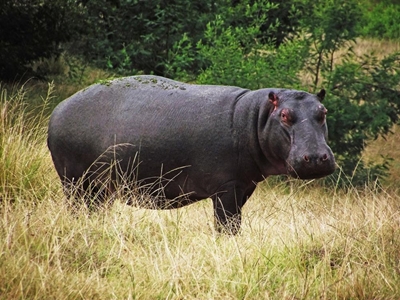 Hiding hippo finds happy home