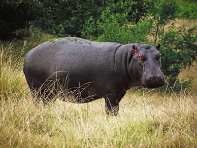Hiding hippo finds happy home