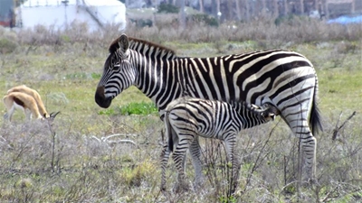 New life at PetroSA Nature Reserve