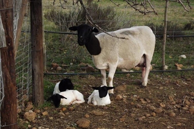 Die oog van 'n boer