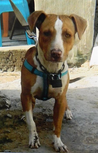 Nog 'n pitbull gesteel