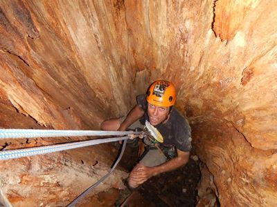 Wooden cave in 800-year-old tree