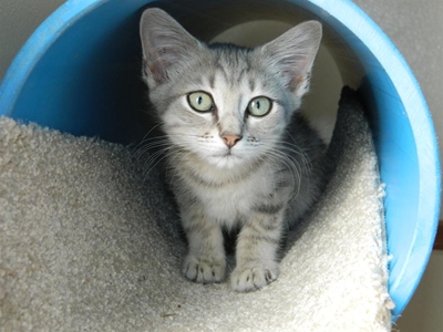 A proud day at the SPCA
