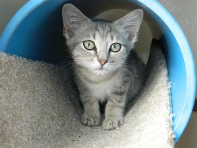 A proud day at the SPCA
