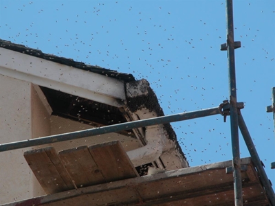 The bees are swarming