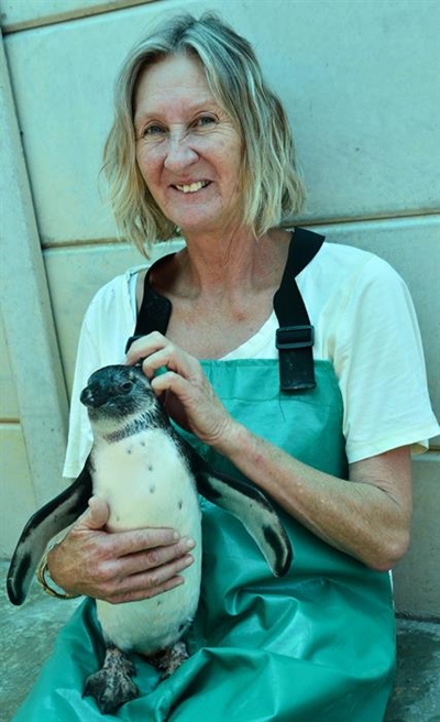 Help to save penguins and seabirds
