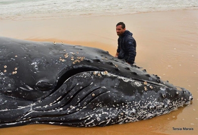 Beached whale euthanised
