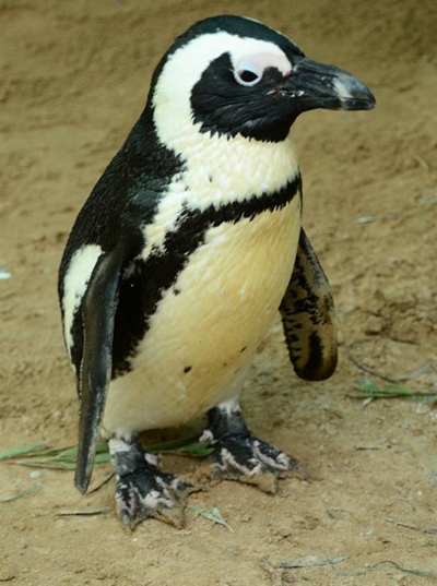 Penguin alert after oil spill down the coast
