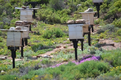 Byekonferensie op Oudtshoorn