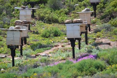 Byekonferensie op Oudtshoorn