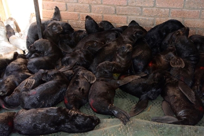 Busy season with marine strandings