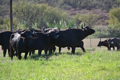 Bekende stoetteler begin met buffels