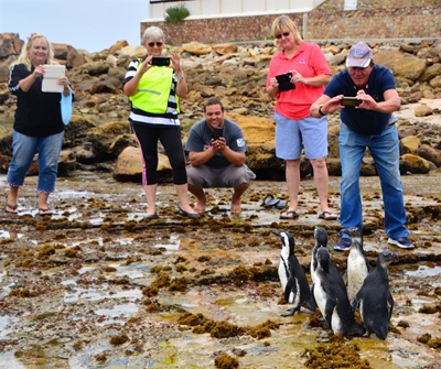 First penguin release for 2017