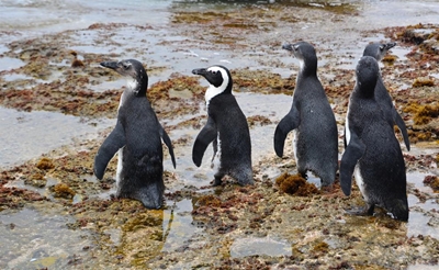 First penguin release of 2017