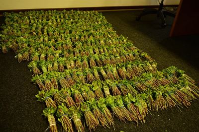 Somalian arrested for 298 bundles of khat