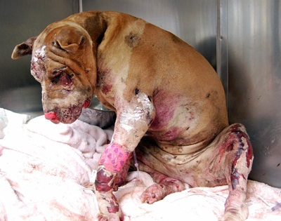 Hondegevegte in Hessequa