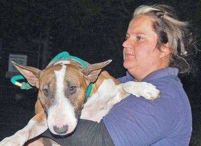 Knysna fires: SPCA helps animals