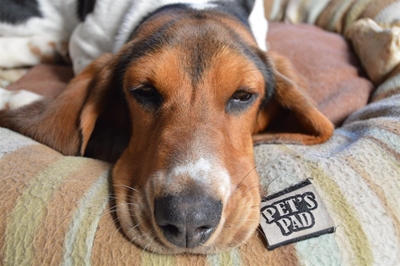 Is your pet calendar material?