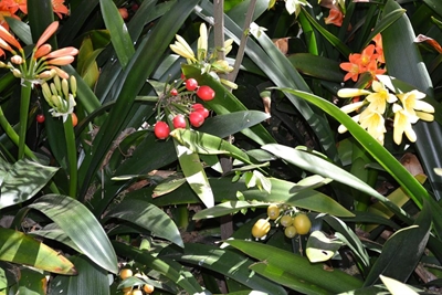 Droogtebestande clivia maklik om te vermeerder