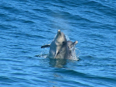 Dolfyne in Mosselbaai