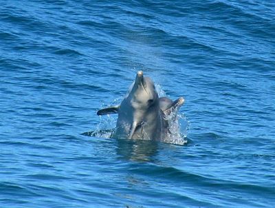 Dolfyne in Mosselbaai