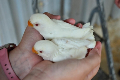 Birds offered a brighter tomorrow