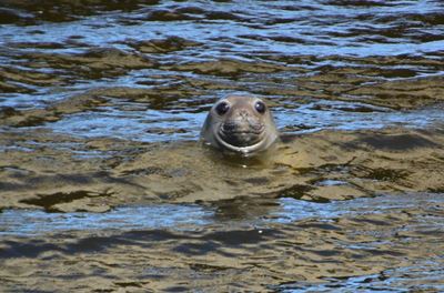 Southern elephant seal in Great Brak River
