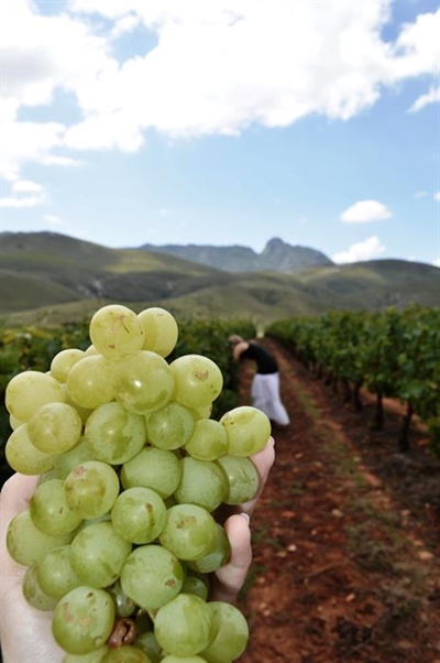 Pick your own grapes