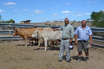 Opkomende Ladismith-boerbaat by projek