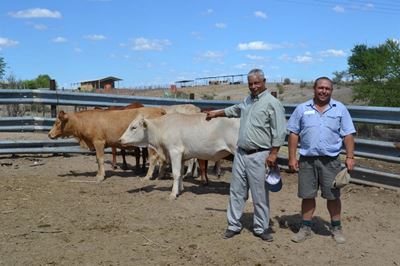 Opkomende Ladismith-boerbaat by projek