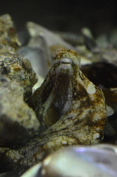 Museum's octopus well and dandy