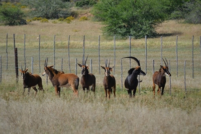 Nuwe rolspeler in Klein-Karoo-wildbedryf