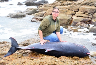 Pygmy sperm whale stranded at Point