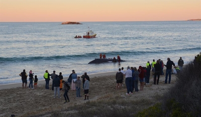 Juvenile humpback stranded at Dias Beach
