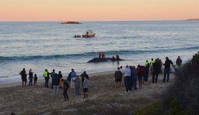 Juvenile humpback stranded at Dias Beach