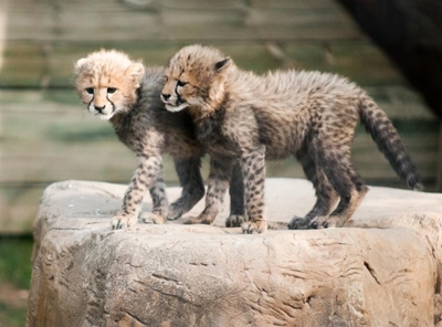 Update: Baby boom at wildlife ranch