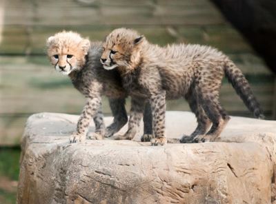 Update: Baby boom at wildlife ranch