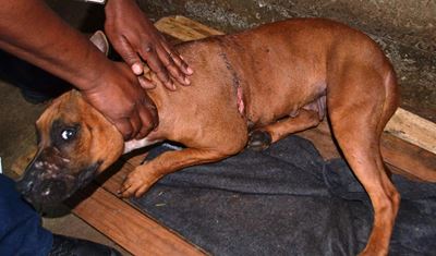 Honde uitgesit na aanval op seun